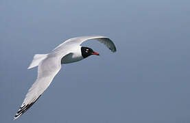 Mediterranean Gull