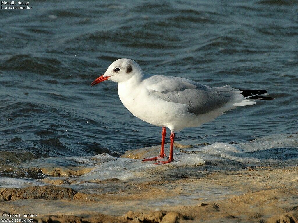 Mouette rieuse