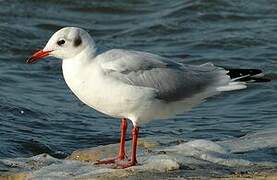 Mouette rieuse