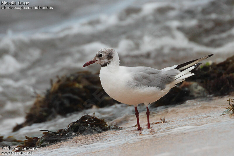 Black-headed Gulladult