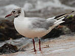 Mouette rieuse