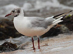 Black-headed Gull