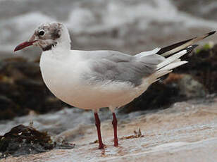 Mouette rieuse