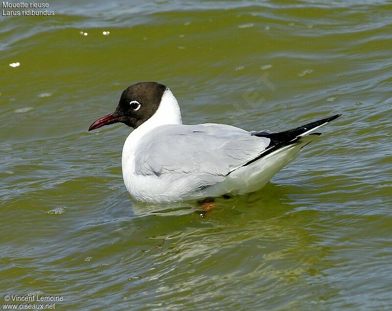 Mouette rieuseadulte nuptial