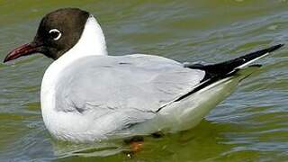 Mouette rieuse