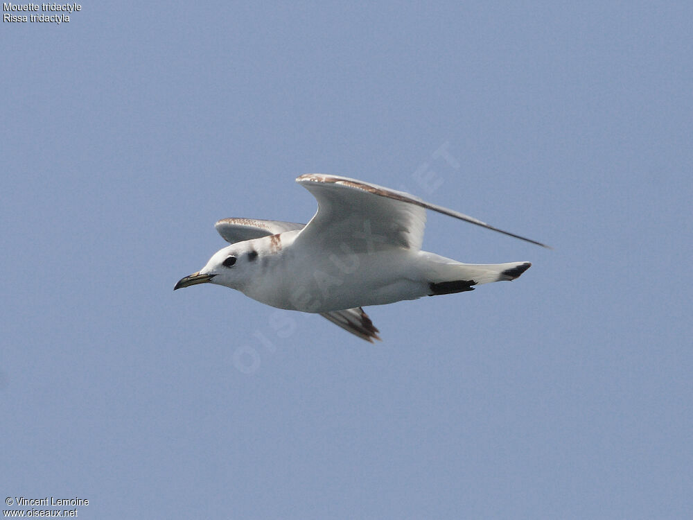 Black-legged Kittiwake