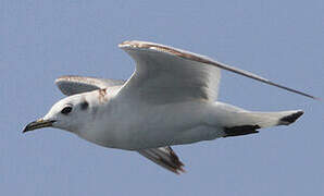 Mouette tridactyle