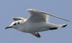 Black-legged Kittiwake