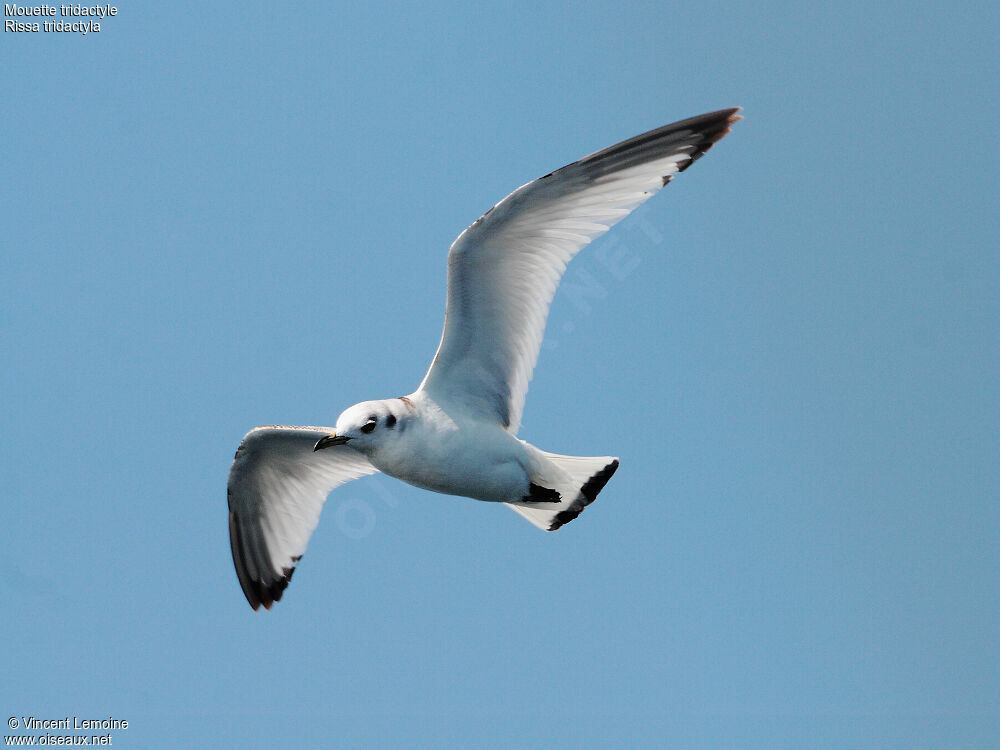 Mouette tridactyle