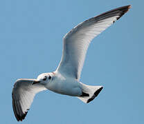 Black-legged Kittiwake