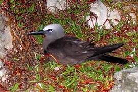 Brown Noddy