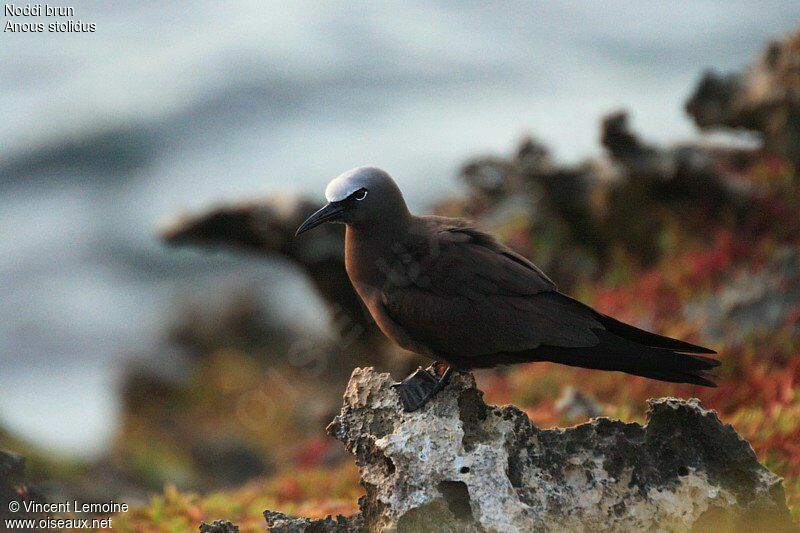 Brown Noddyadult breeding