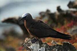 Brown Noddy