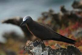 Brown Noddy