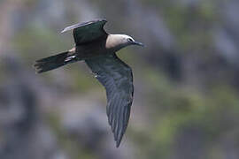 Brown Noddy