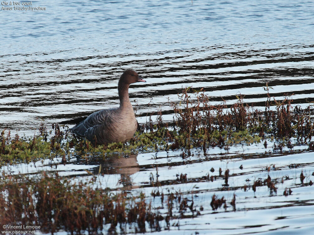 Pink-footed Goose