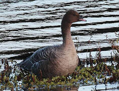 Pink-footed Goose