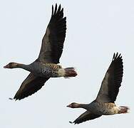 Greylag Goose