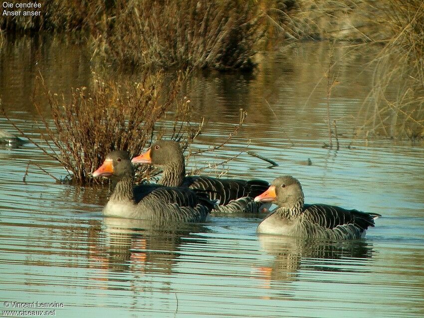 Greylag Goose