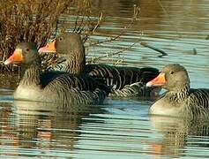 Greylag Goose