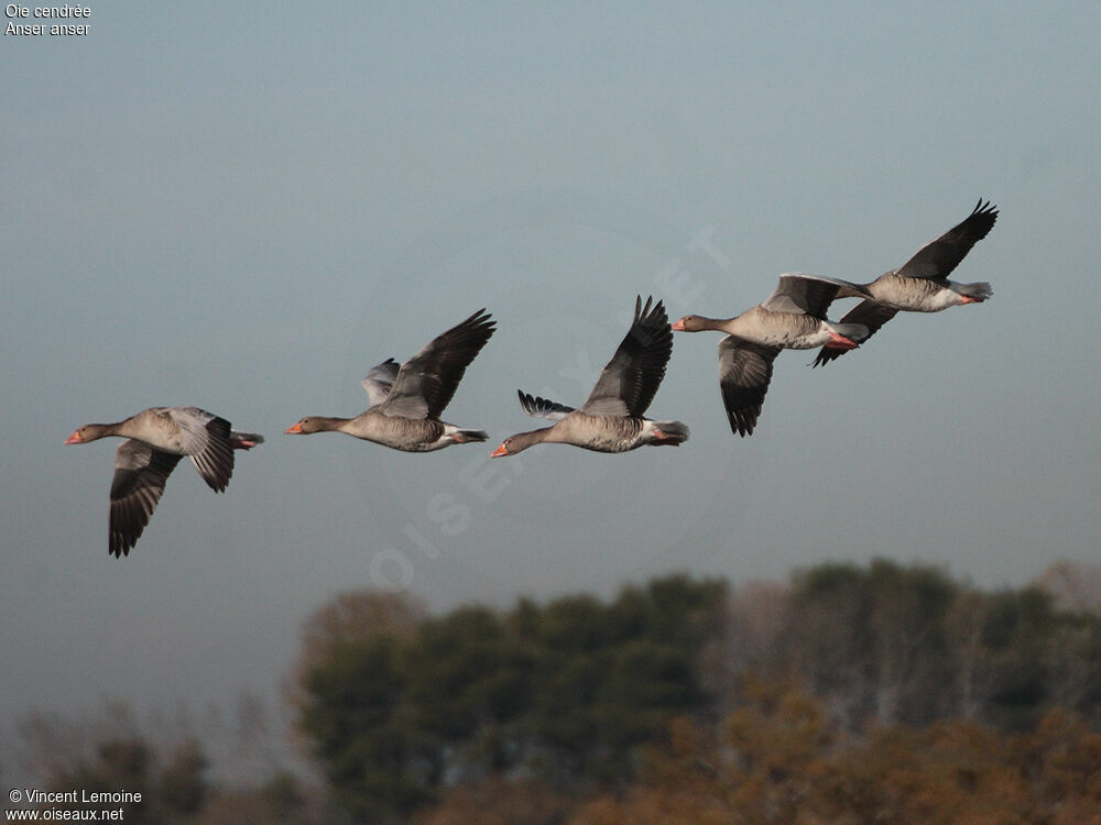 Greylag Goose