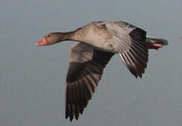 Greylag Goose