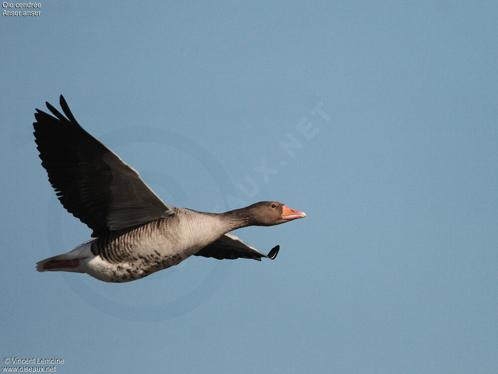 Greylag Goose