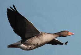 Greylag Goose