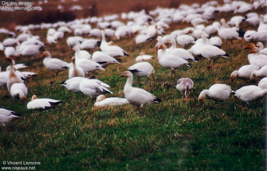 Snow Goose