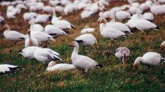 Snow Goose