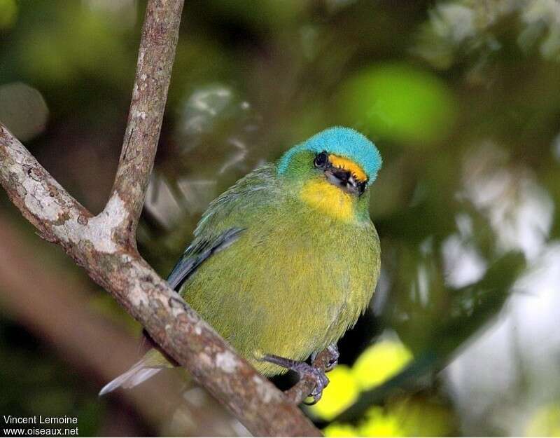 Lesser Antillean Euphonia female adult