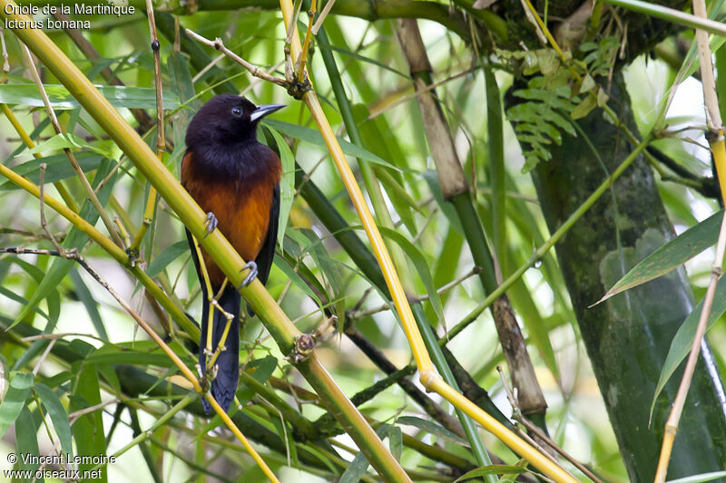 Martinique Orioleadult