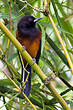 Oriole de la Martinique