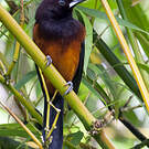 Oriole de la Martinique