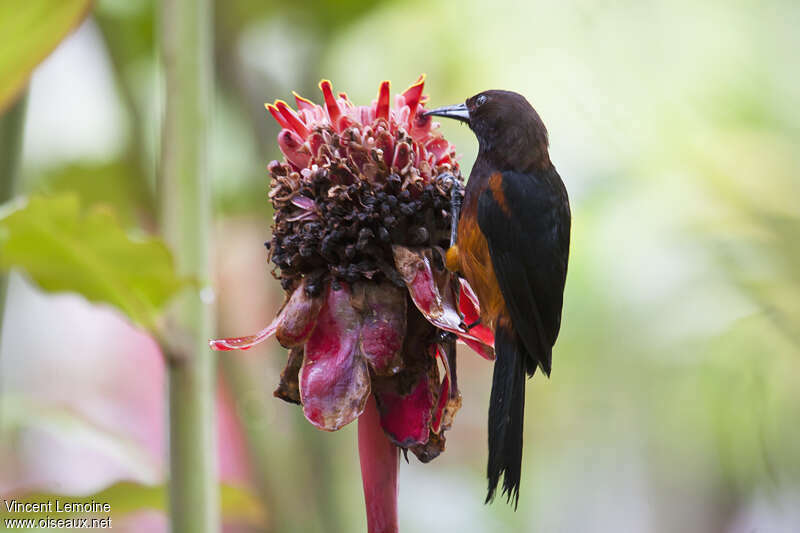 Martinique Orioleadult, feeding habits