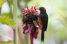 Oriole de la Martinique