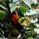 Oriole de la Martinique