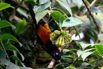Oriole de la Martinique