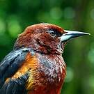 Oriole de la Martinique