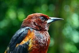 Martinique Oriole