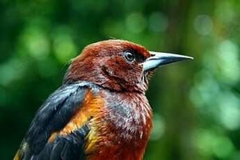 Oriole de la Martinique