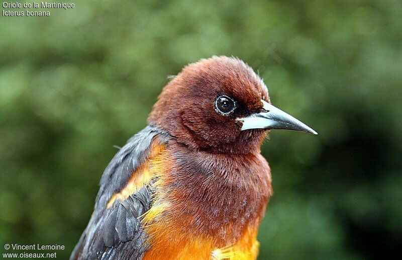 Oriole de la Martinique