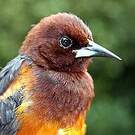 Oriole de la Martinique