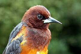 Martinique Oriole