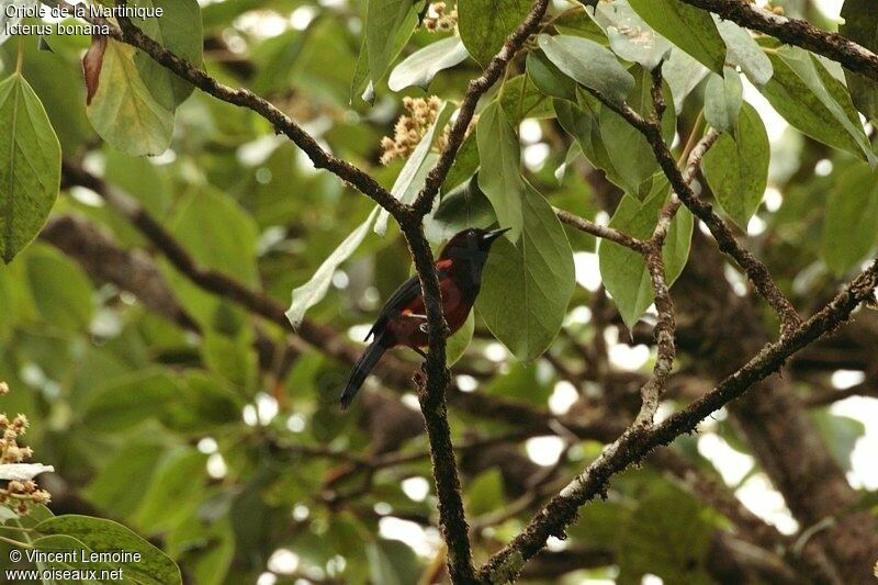 Martinique Oriole