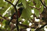 Oriole de la Martinique