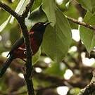 Oriole de la Martinique