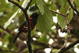 Oriole de la Martinique