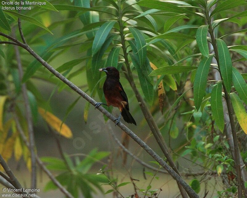 Oriole de la Martiniqueadulte