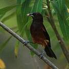 Oriole de la Martinique